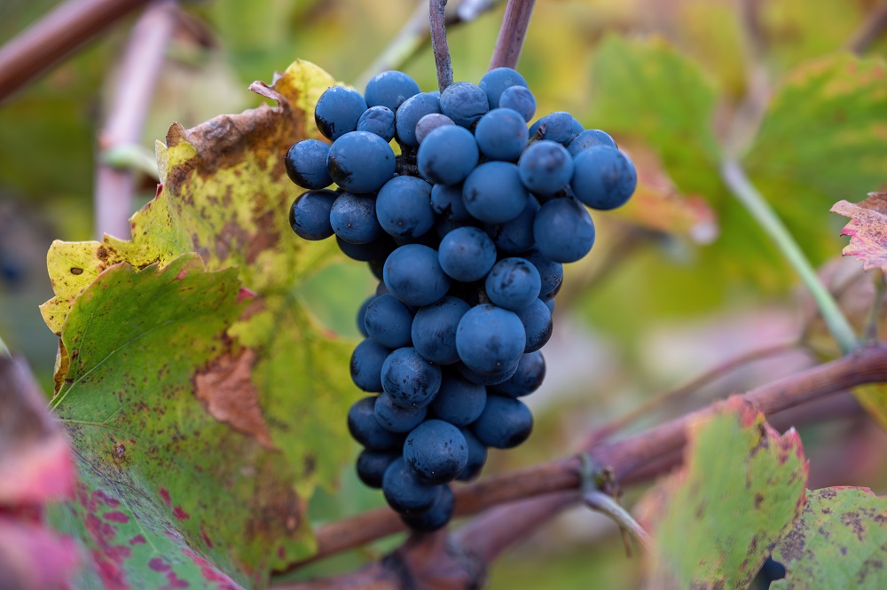 touriga-nacional-grape-varietal