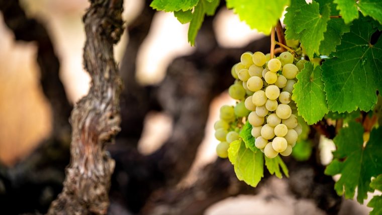 verdejo-grape-varietal