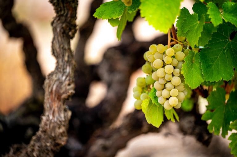 Discovering the Unique Qualities of Verdejo Grape Variety