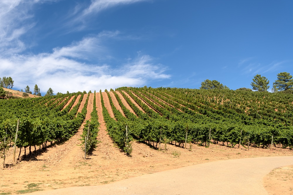 Verdejo vineyards in Rueda