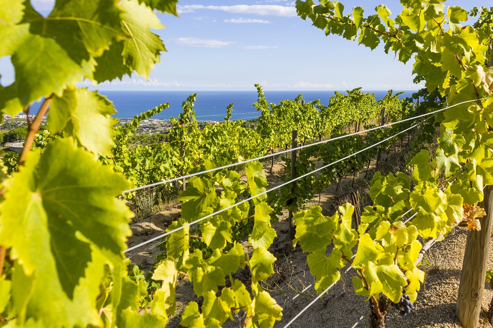 Vineyards of Alella