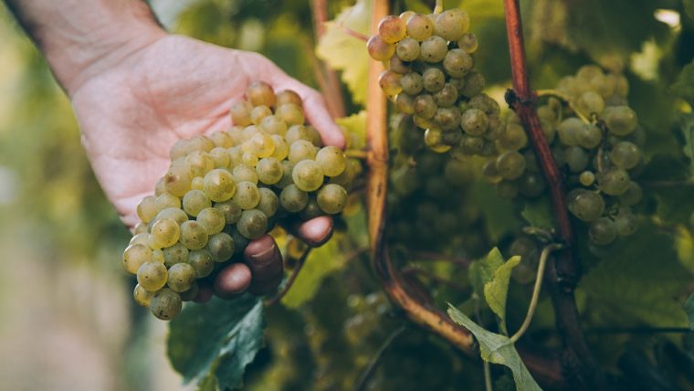 Hondarribi Zuri grape varietal