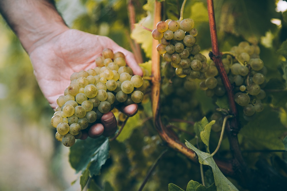 Hondarribi Zuri grape varietal