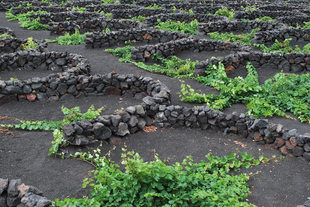 Malvasía grapevines, Canary Islands