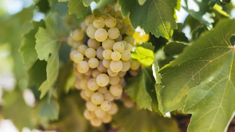 Malvasía de Rioja