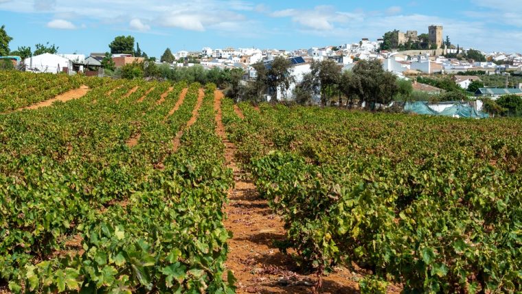 Montilla-Moriles Vineyards