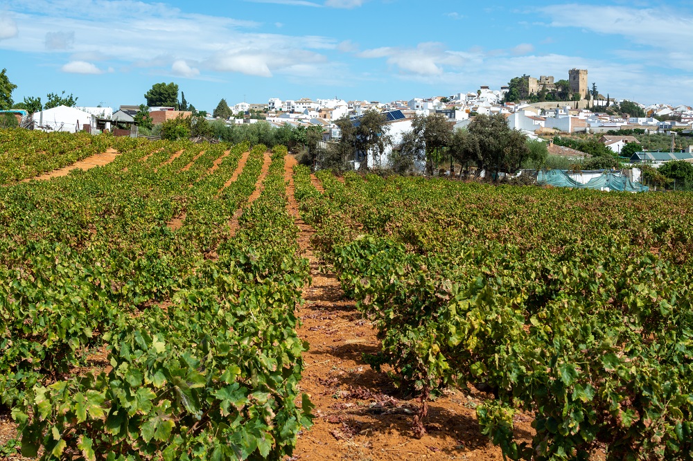 Montilla-Moriles Vineyards