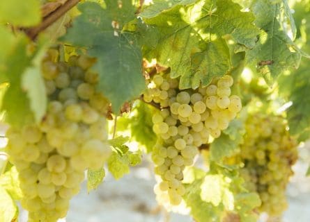 Rioja’s Unique Gift: Tempranillo Blanco