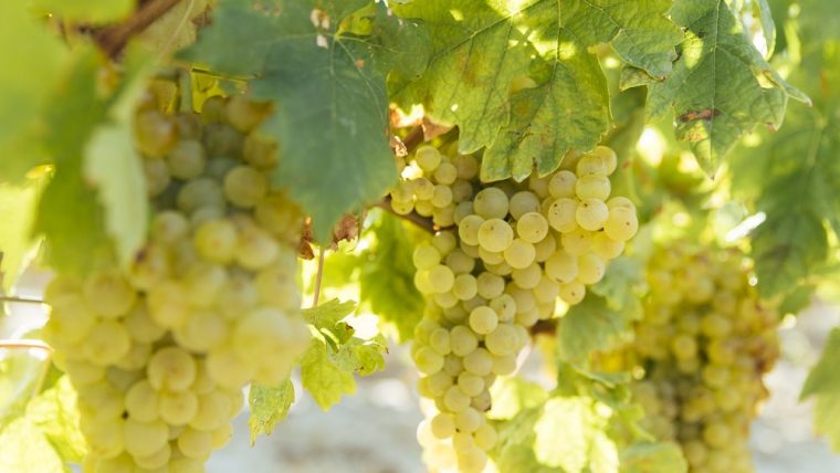 tempranillo-blanco-grape-varietal