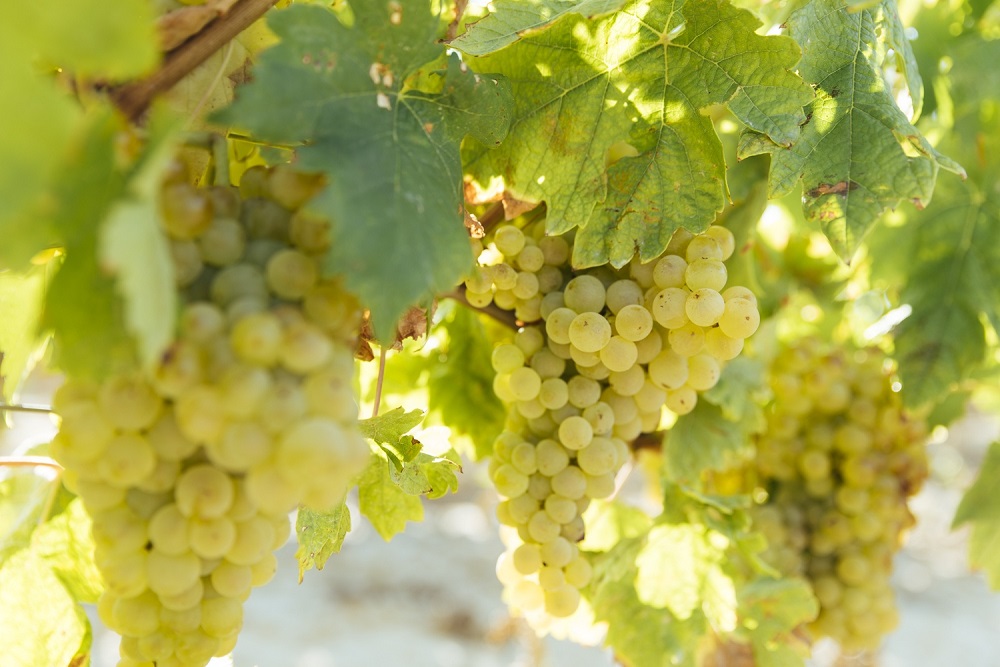 tempranillo-blanco-grape-varietal