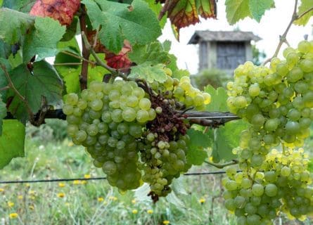 An Obscure Treasure: Treixadura Grape Variety