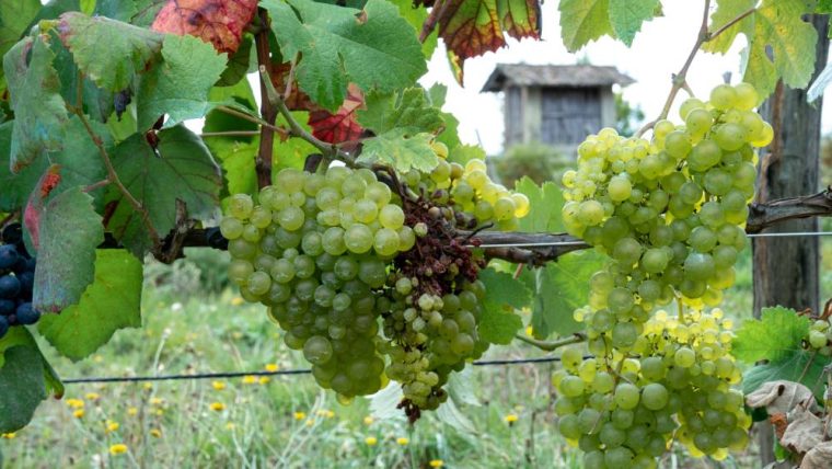 Treixadura grape variety