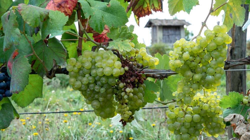 Treixadura grape variety