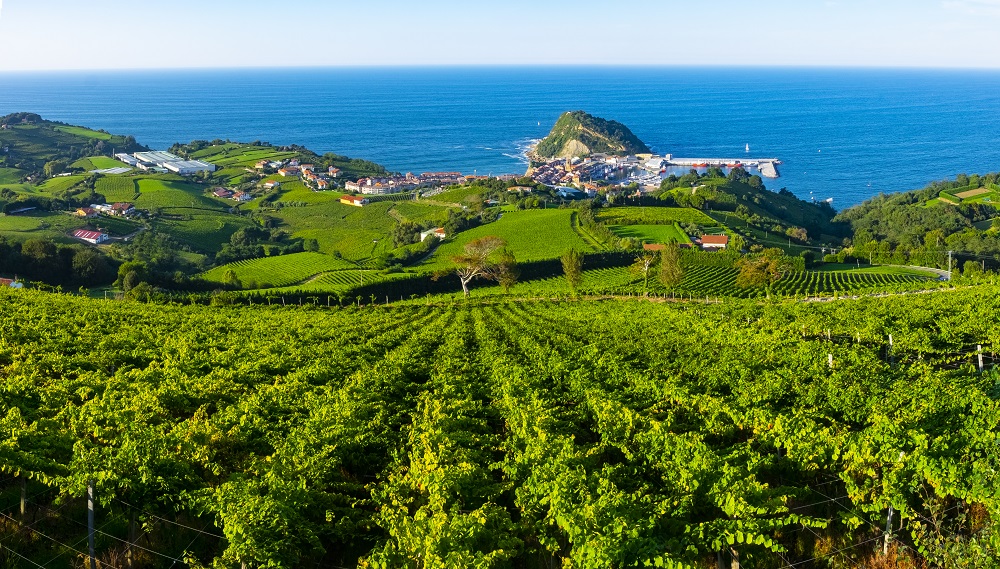 Txakoli vineyards near Getaria