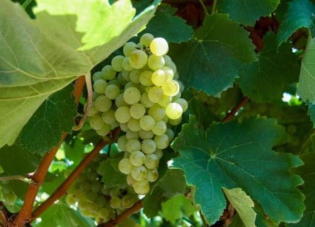 Spain’s Most Versatile Grape: Viura