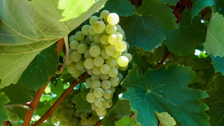 Viura grape varietal