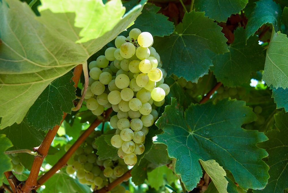 Viura grape varietal