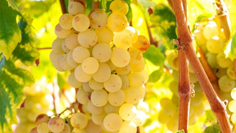 xarel.lo grape varietal