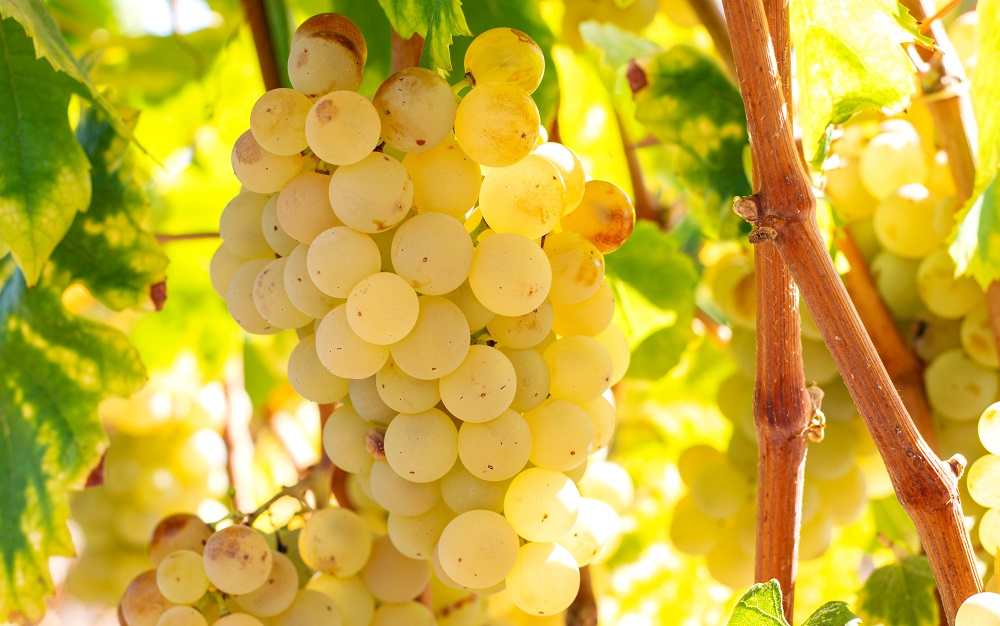 Xarel-lo White Wine Grape Variety Guide | Cellar Tours™