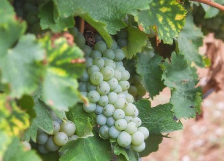 Burgundy’s Other White Grape:Aligoté