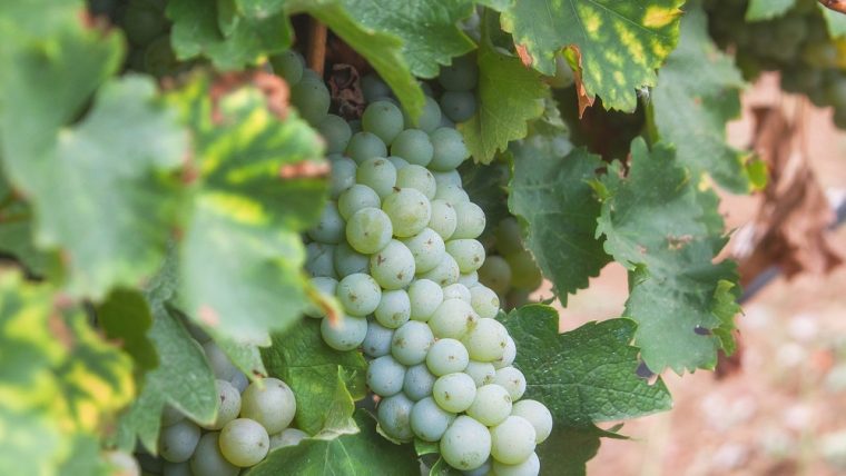 Aligoté grape varietal