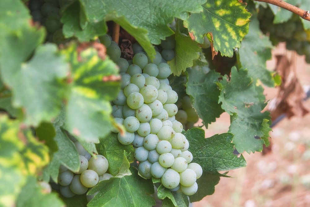 Aligoté grape varietal