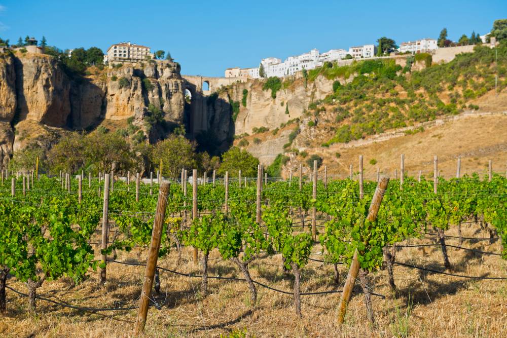 andalucia white wines