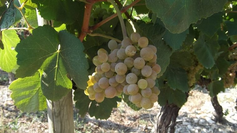 bourboulenc grape varietal