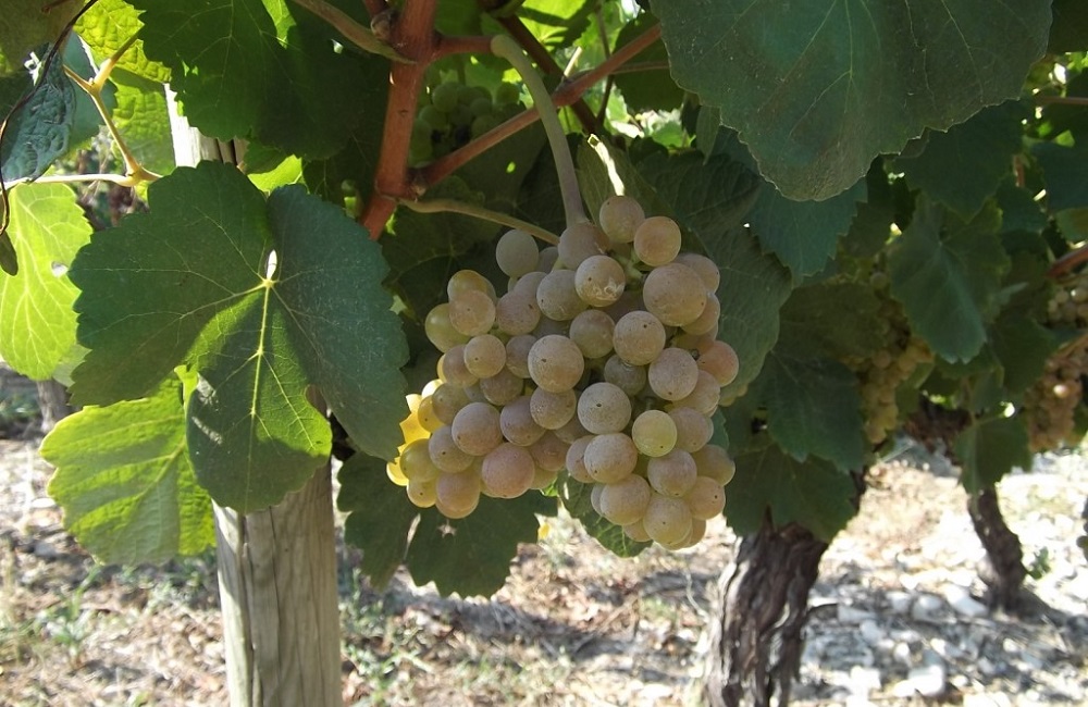 bourboulenc grape varietal