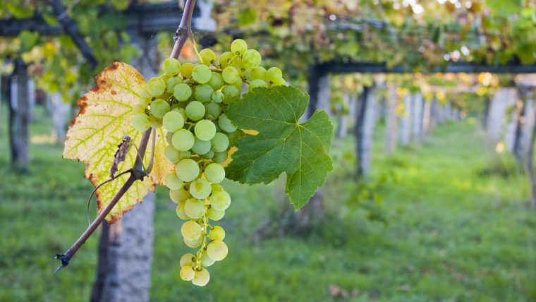 caino blanco grape varietal