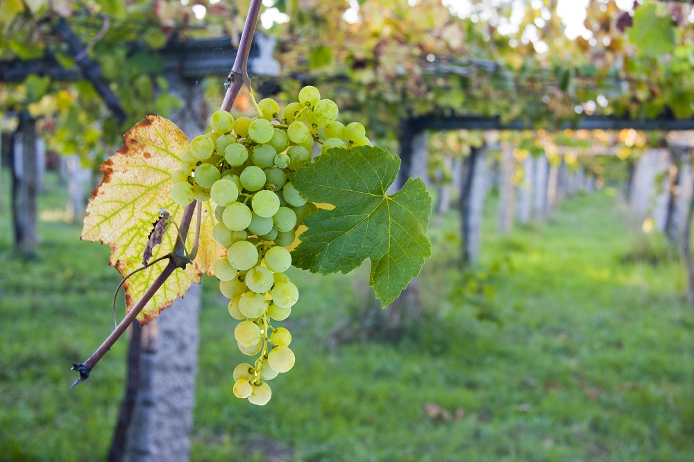 caino blanco grape varietal