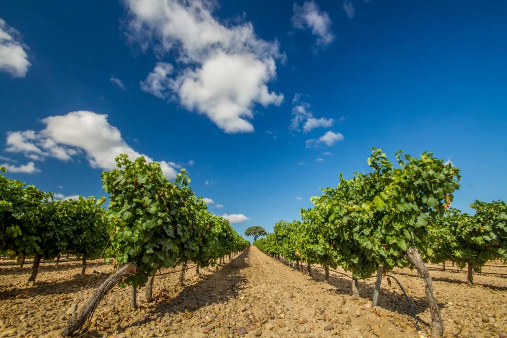 castilla y leon white wines