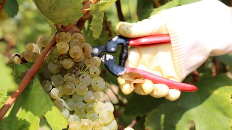 chardonnay-grape-varietal