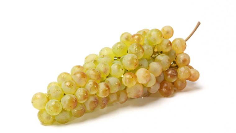 Chasselas grape varietal