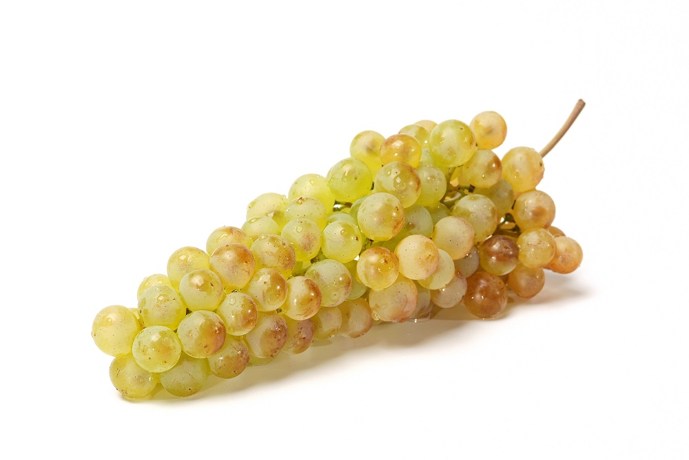 Chasselas grape varietal