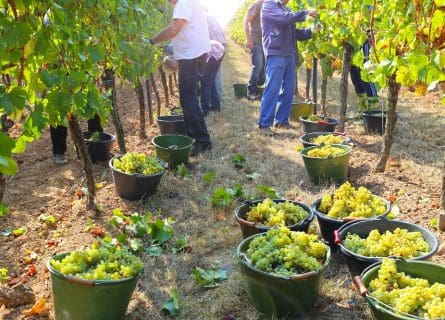 Fighting for Glory: Chenin Blanc Grape Variety