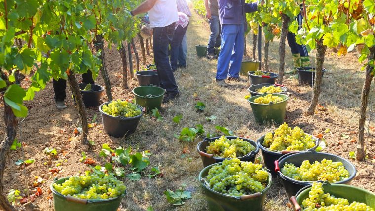 Chenin Blanc grape varietal