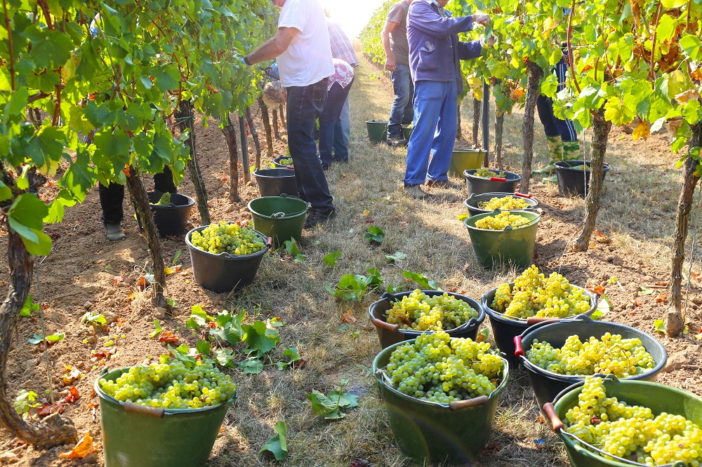 Chenin Blanc grape varietal