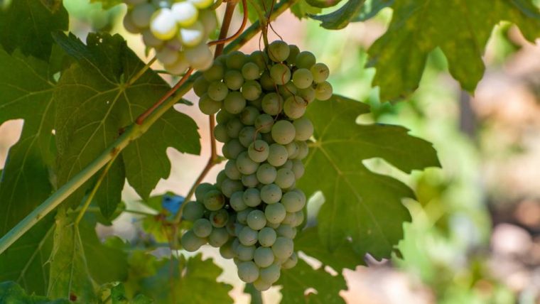 clairette-blanche-grape