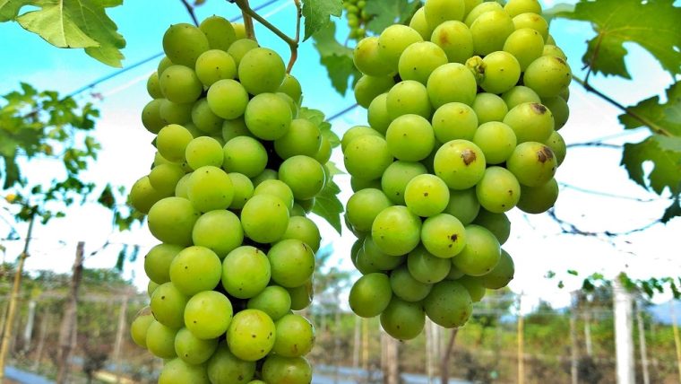Colombard grape varietal