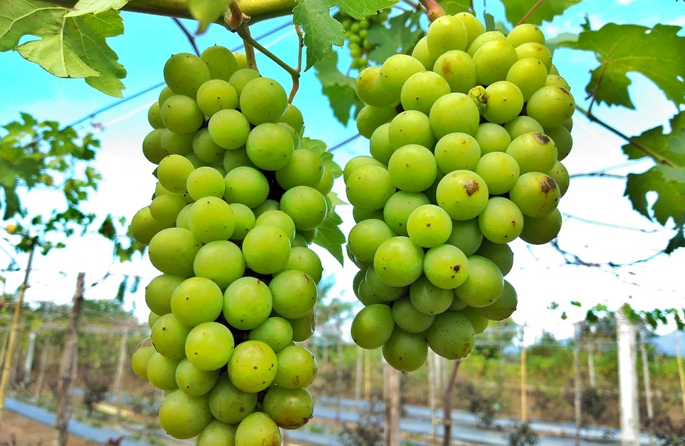 Colombard grape varietal
