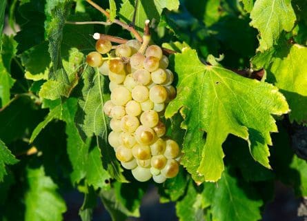 A Mediterranean Odyssey: Grenache Blanc