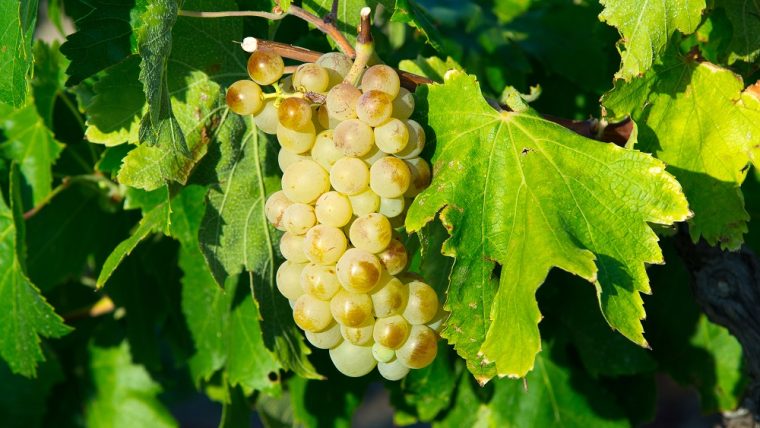 Grenache Blanc grape varietal
