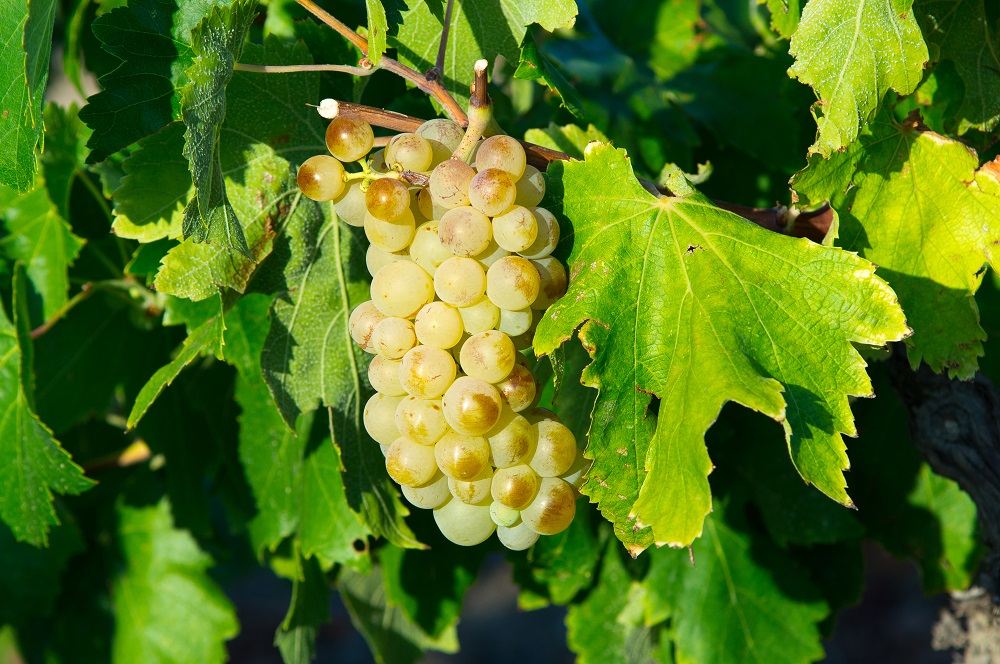Grenache Blanc grape varietal