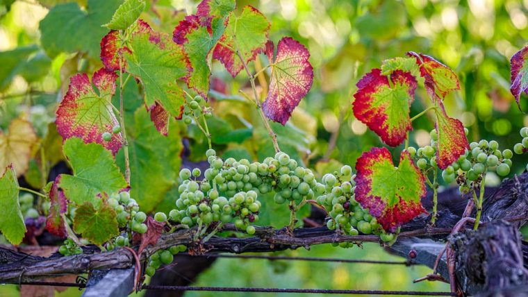 Loureiro grape varietal