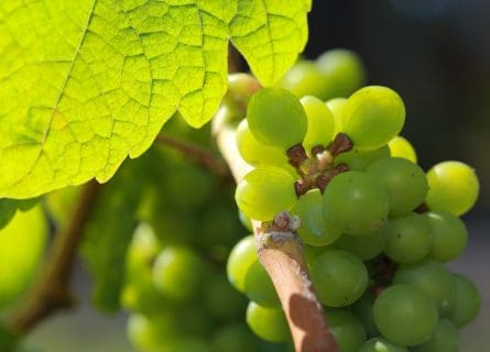 Catalunya’s Shining Star: Parellada Grape Variety