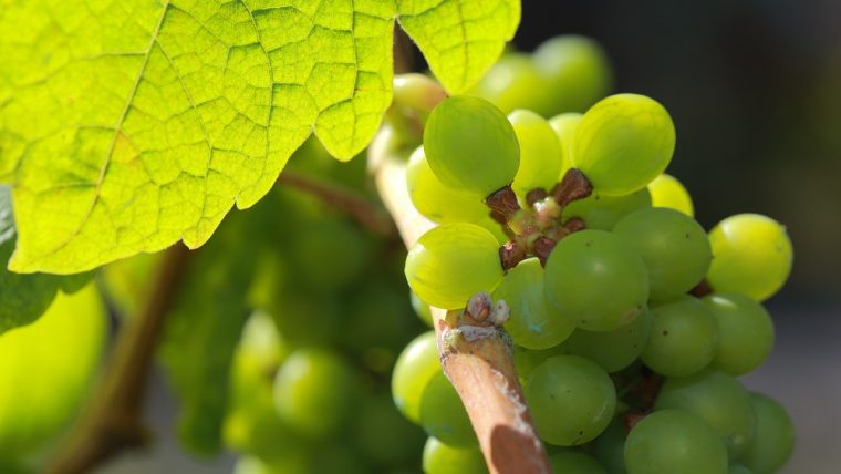 parellada grape varietal