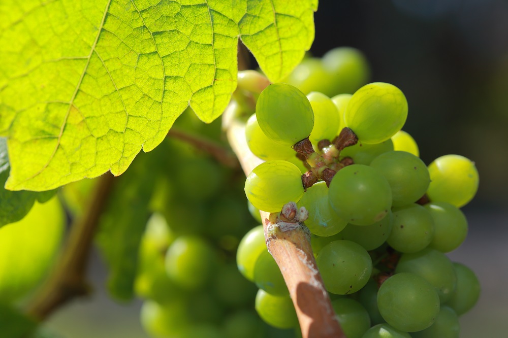 parellada grape varietal