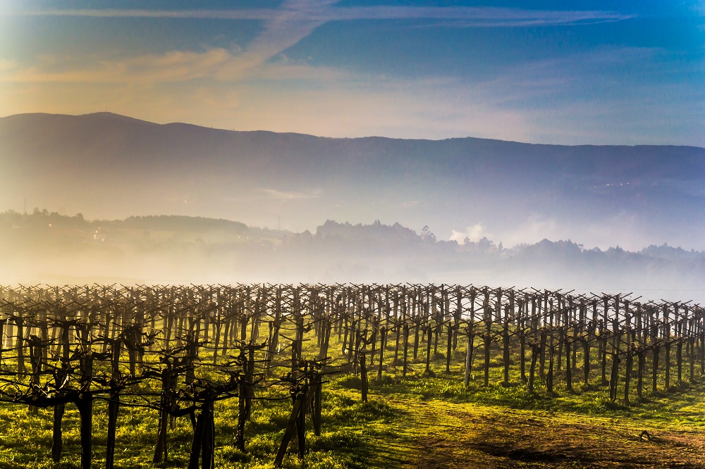 rias-baixas-vineyards-early-morning