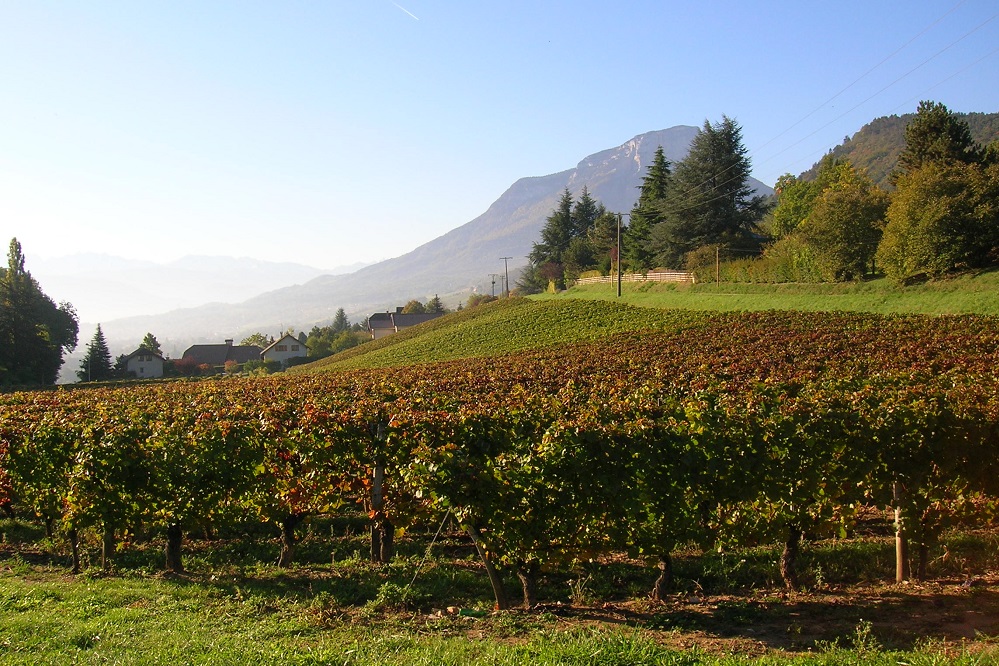 Savoir Faire wine region